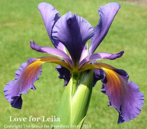 Love for Leila (1)